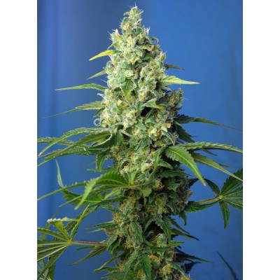 Honey Peach CBD Auto