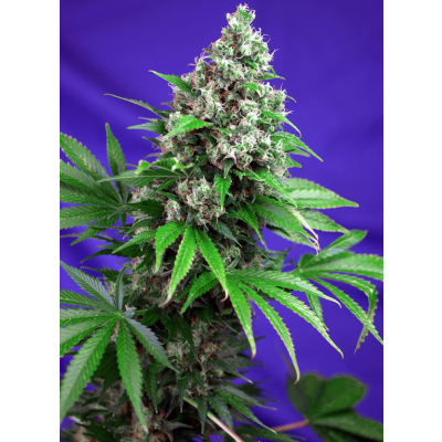 Killer Kush F1 Fast Feminisiert