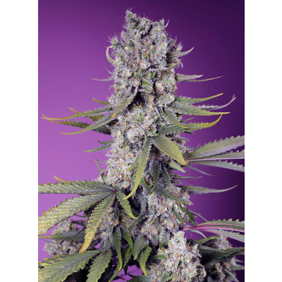 Papaya Zoap F1 Fast Feminisiert