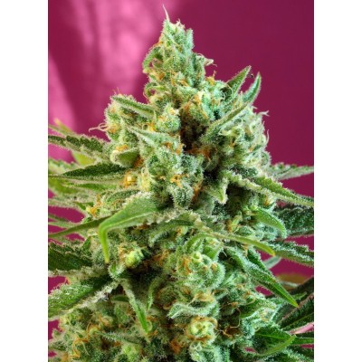 S.A.D. Sweet Afgani Delicious CBD Feminisiert