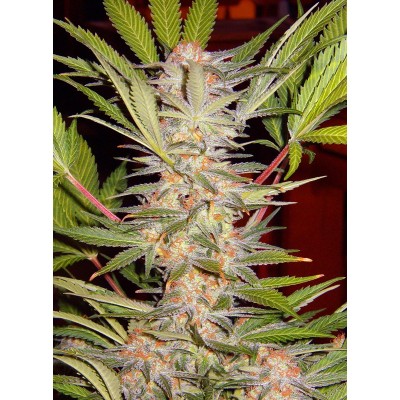 S.A.D. Sweet Afgani Delicious S1 Feminisiert