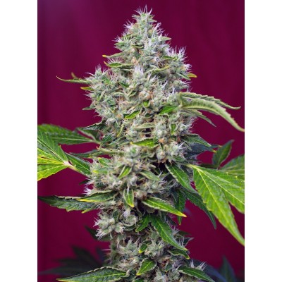 San Fernando Lemon Kush Feminisiert