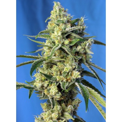 Sweet Amnesia Haze Feminisiert