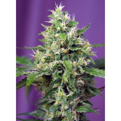 Sweet Amnesia Haze XL Auto