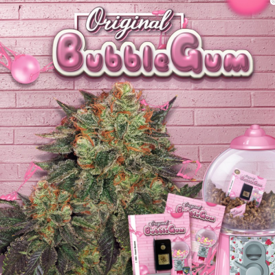 Bubblegum Feminisiert