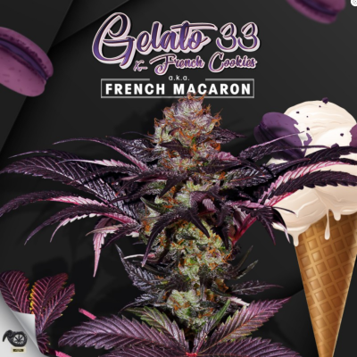 French Macaron Feminisiert