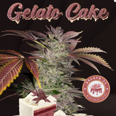 Gelato Cake Feminisiert