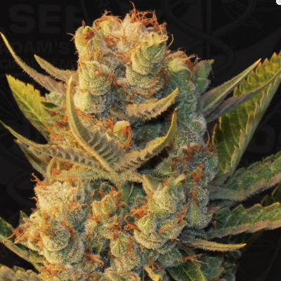 MK Ultra x Bubblegum Feminisiert