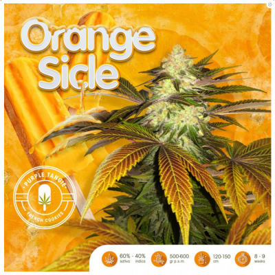 Orangesicle Feminisiert
