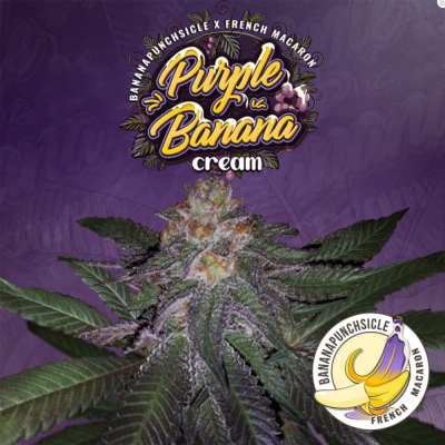 Purple Banana Cream Feminisiert
