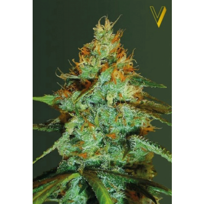 Original Limonade Skunk Feminisiert