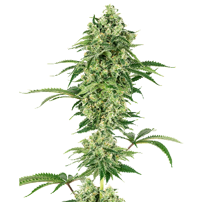 Nicole Hindu Kush Feminisiert