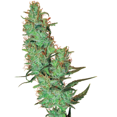 Jack Herer Regulär