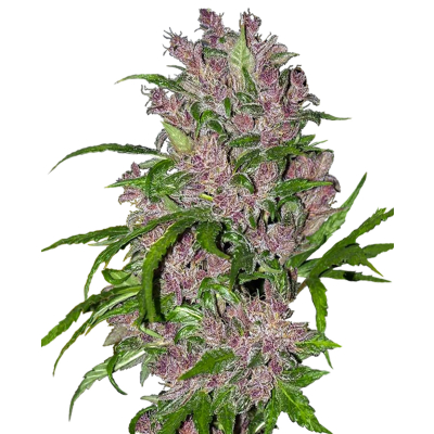 Purple Bud Auto