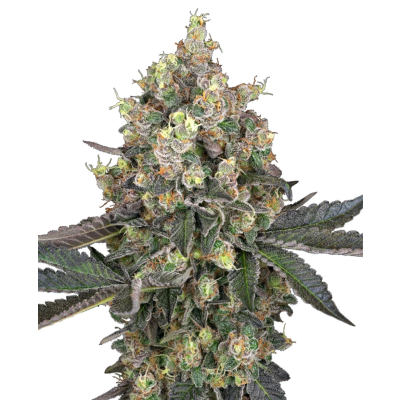 Sweet Berry Breeze Feminisiert
