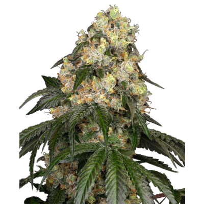 White Biscotti OG XXL Feminisiert