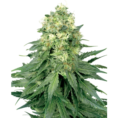 White Widow Regulär
