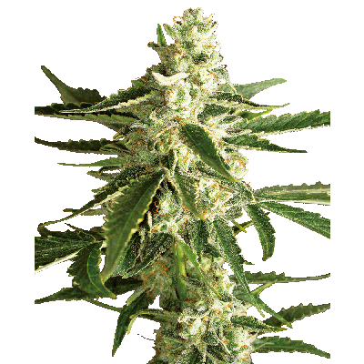 White Diesel Haze Automatic