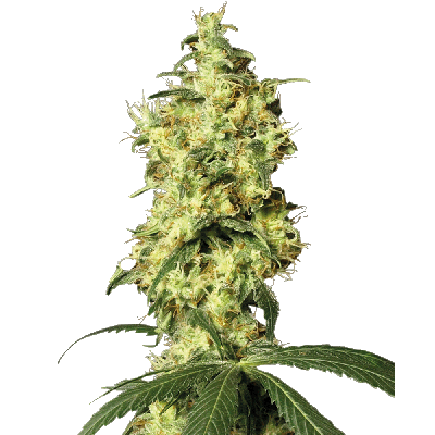 White Widow Automatic