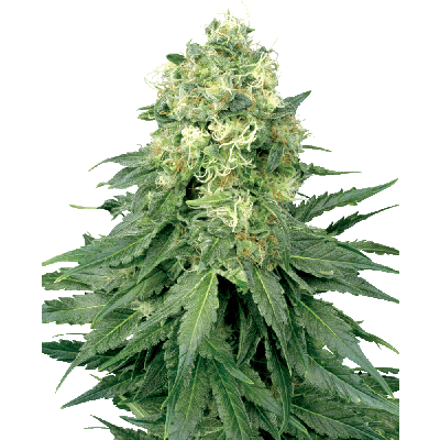 White Widow Feminisiert