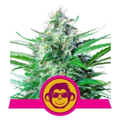 Seeds24 - Hanfsamen Cannabis samen, Sensi Seeds bestellen