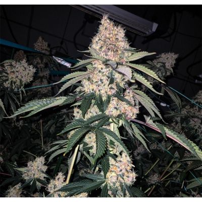 Lemon Whhip Haze IBL Feminisiert