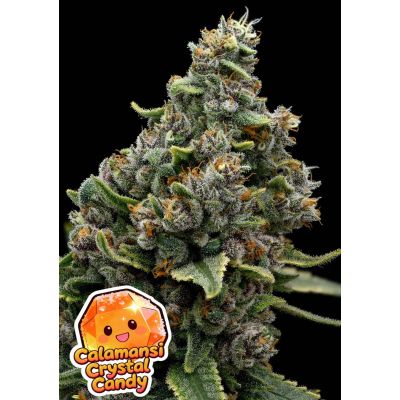 Calamansi Crystal Candy Feminisiert
