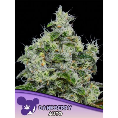 Dankberry Auto