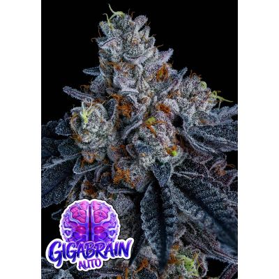 Giga Brain Auto