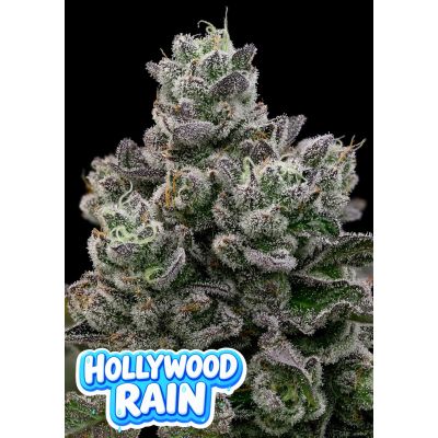 Hollywood Rain Feminisiert