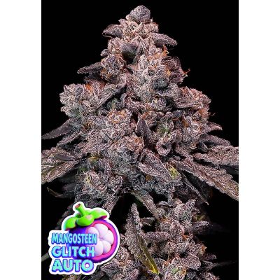 Mangosteen Glitch Auto