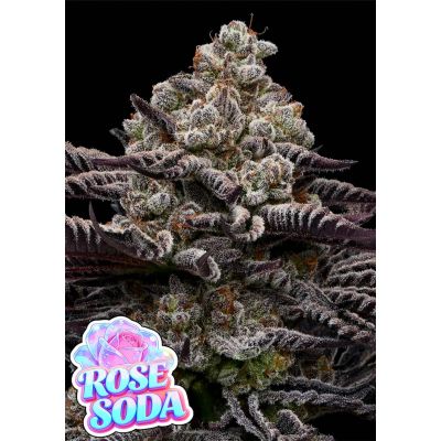 Rose Soda Feminisiert