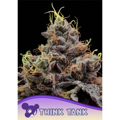 Think Tank Feminisiert