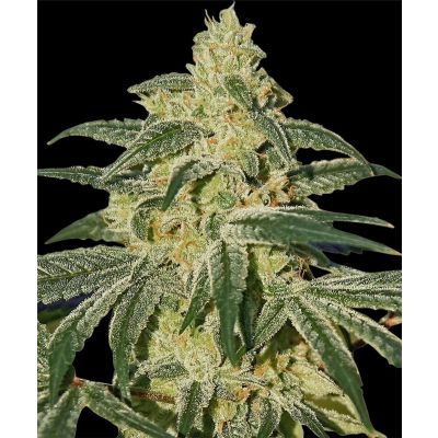 Afghan Hash Plant Regulär