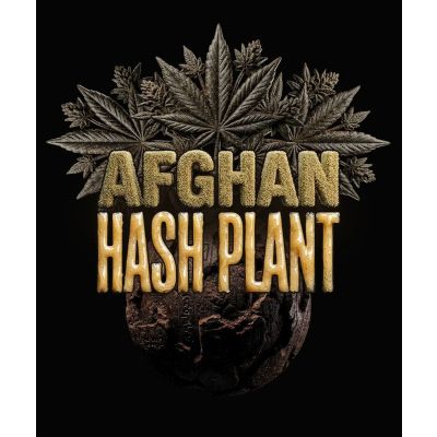 Afghan Hashplant Auto