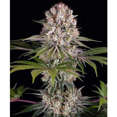 Amnesia Haze Feminisiert