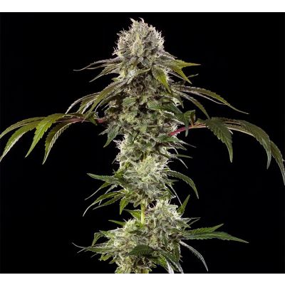 Durban Poison F1 Feminisiert