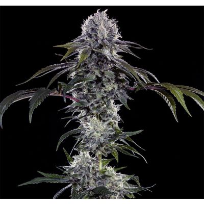 Durban Z F1 Feminisiert