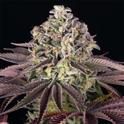 Grand Daddy Purple Feminisiert
