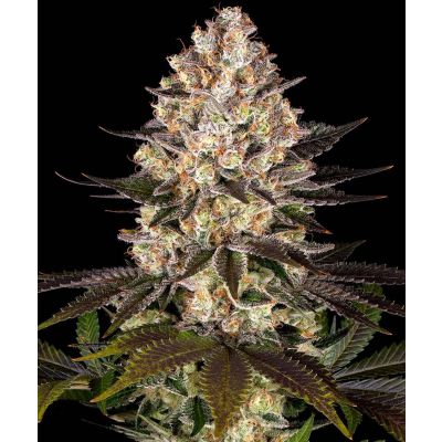 Hindu Kush Feminisiert