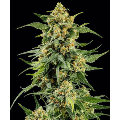 Skunk #1 Feminisiert