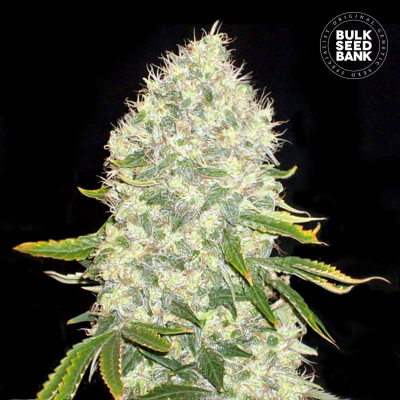 White Widow Feminisiert