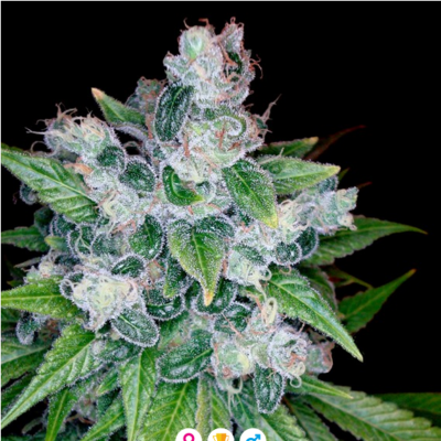 Kandy Kush Feminisiert