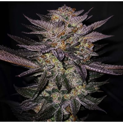 Atomic Fuego R1 Feminisiert