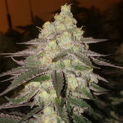 Banana Daddy RBX2 Auto