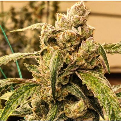 Banana Jealousy IBL Auto