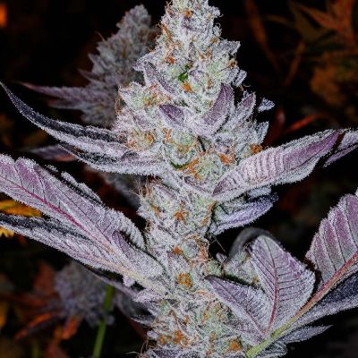 GMO Zkittlez F1 Regulär