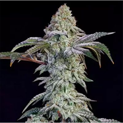 Grandpa's Cookies #6 S1 Feminisiert