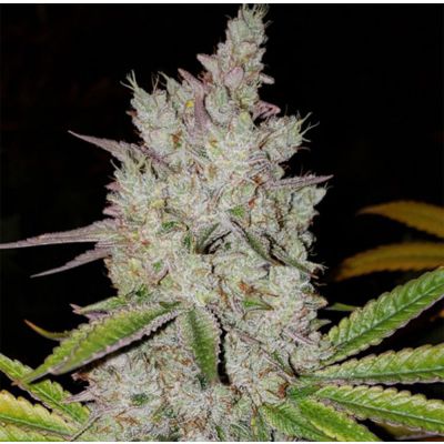Lilac Diesel RBX2 Auto