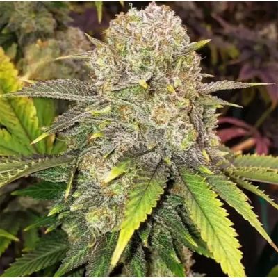 Master Kush RBX Feminisiert